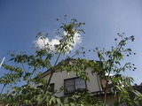 PB090004