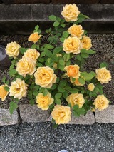 写真 2019-05-22 12 43 35