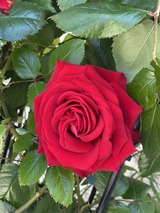 写真 2023-05-02 12 00 25