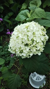 CA3E19541A73B8908BD11CB400B80806345BECFA