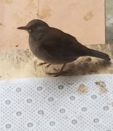 550944572654485876
