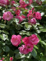 写真 2023-05-02 11 55 58