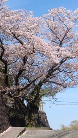 写真 2023-04-05 15 05 31