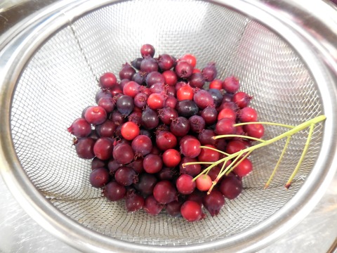 DSCN0212