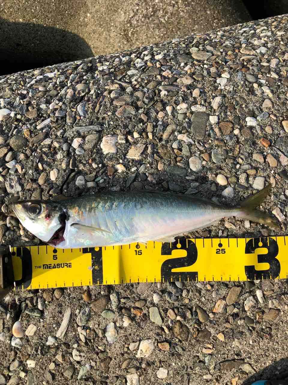 尺アジ調査 バラしてナンボ From神戸