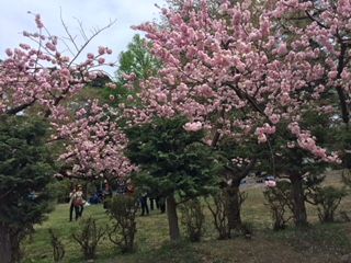 遅咲き
