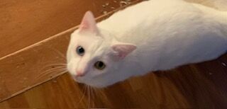 ソダシ
