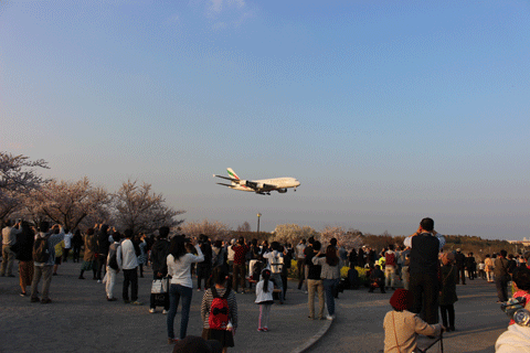 年 成田空港に桜と飛行機を見に行こう ロコが教える近場のおすすめランチ 40歳以上はリストラ対象 老後に備え誰でも月10万以上稼ぐブログ 年 成田空港に桜と飛行機を見に行こう ロコが教える近場のおすすめランチ 40歳以上はリストラ対象 老後に備え誰でも月10万以上稼ぐブログ