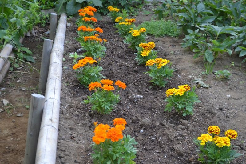 マリーゴールドの花苗をもらって花壇に植えてもらいました 若葉台２丁目南自治会のブログ