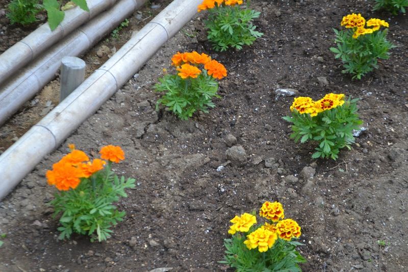 マリーゴールドの花苗をもらって花壇に植えてもらいました 若葉台２丁目南自治会のブログ