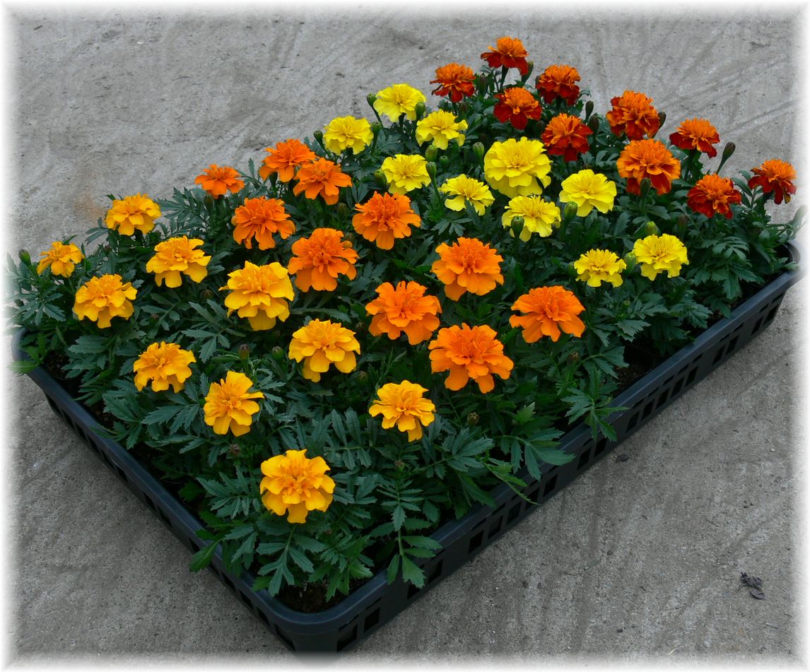 マリーゴールドの花苗をもらって花壇に植えてもらいました 若葉台２丁目南自治会のブログ