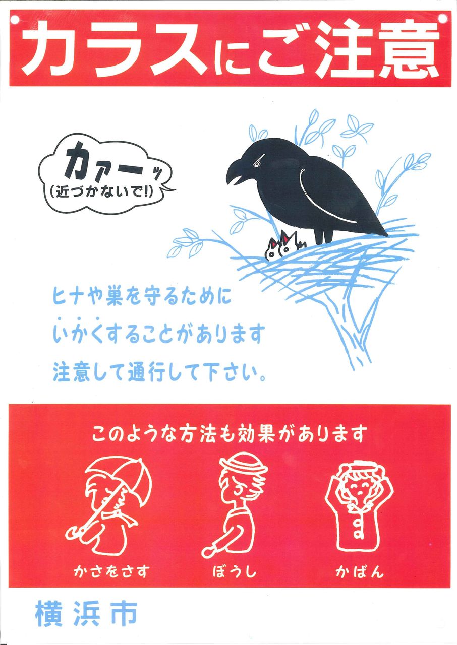繁殖期を迎えたカラスに注意 若葉台２丁目南自治会のブログ
