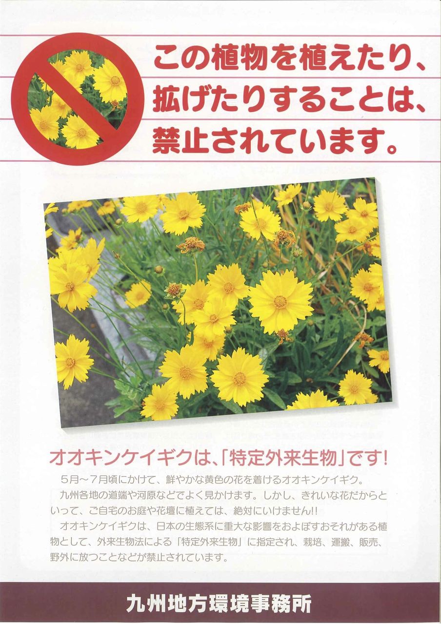 キバナコスモスかと思ったら 特定外来生物だったとは 若葉台2丁目南自治会のブログ キバナコスモスかと思ったら 特定外来生物だったとは 若葉台2丁目南自治会のブログ