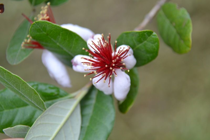 フェイジョアという果物の樹もなにげに開花中 若葉台２丁目南自治会のブログ