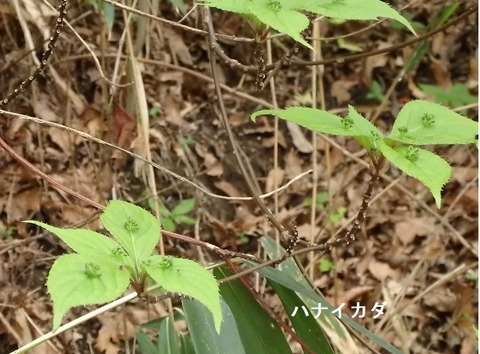 ハナイカダの雄木