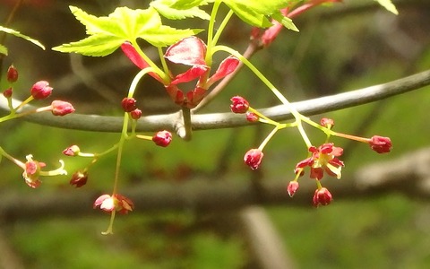 イロハモミジの雌花