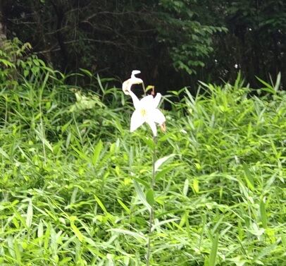 ささゆり