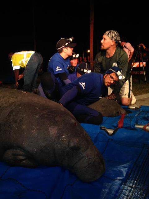 画像 排水溝にマナティの大群が詰まって困る ネタ速pro15