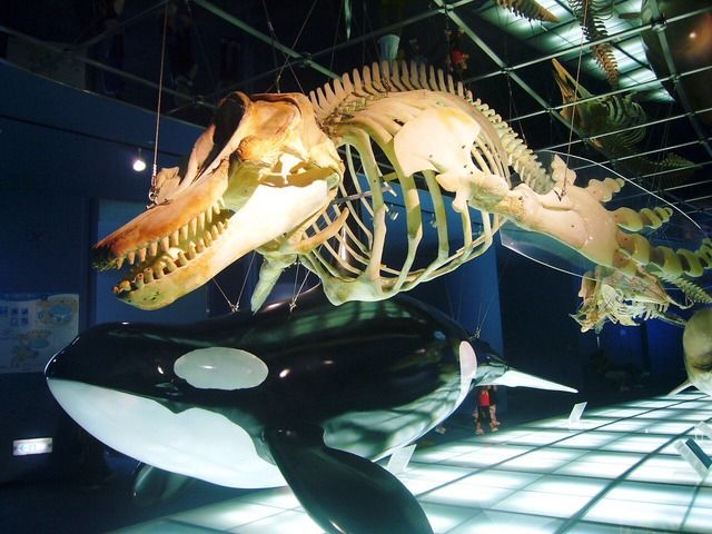 ホオジロザメ お シャチやんけ 狩ったろ Vipは永久に不滅です