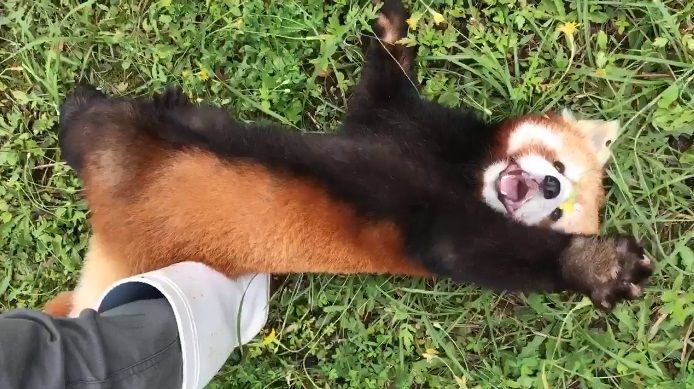 画像あり ムー10月号 妖怪ぬえの正体はレッサーパンダだった チビ る 速