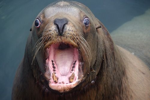 閲覧注意 ゾウアザラシとかいう化け物みたいな動物wwwwww チビ る 速 閲覧注意 ゾウアザラシとかいう化け物みたいな動物wwwwww チビ る 速
