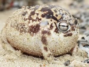 閲覧注意 コモリガエルとかいうカエル気持ち悪すぎてワロリンチョｗｗｗｗｗｗｗｗｗｗｗｗ 今あなたの後ろに速報