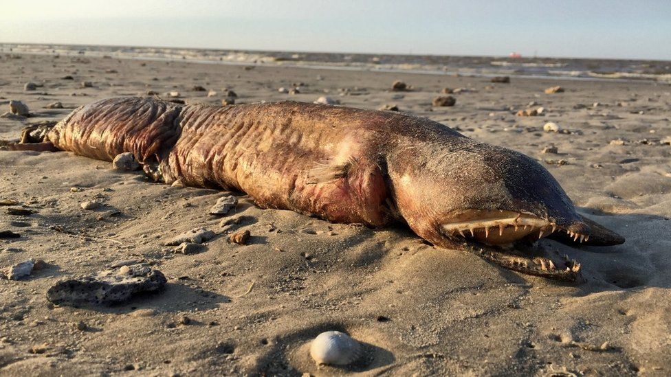 ｕｍａ これはいったいなに ハリケーン後の海岸で謎の生き物が打ち上げられる 今あなたの後ろに速報