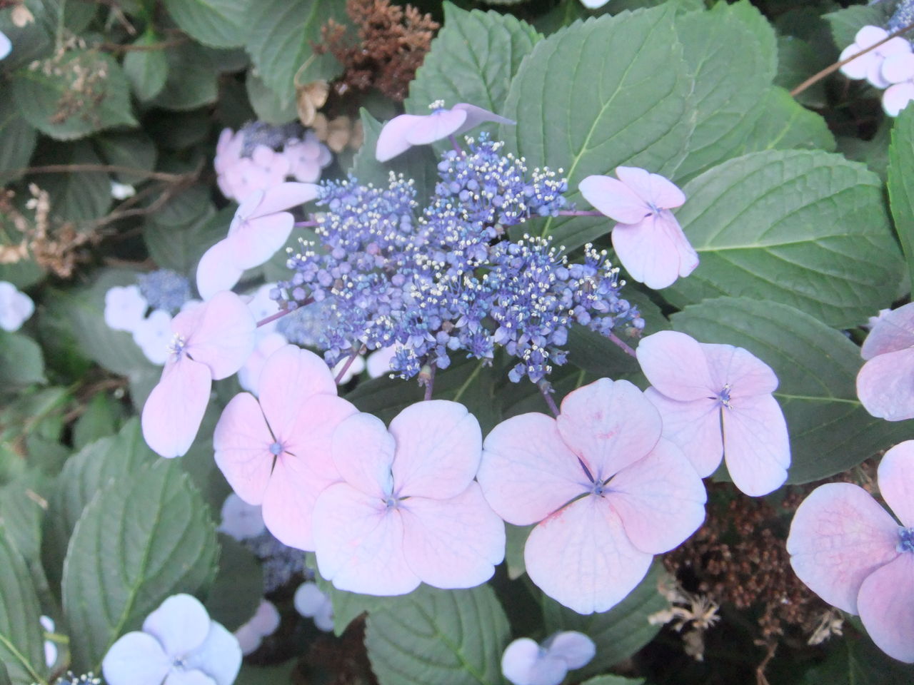 DSCF2526