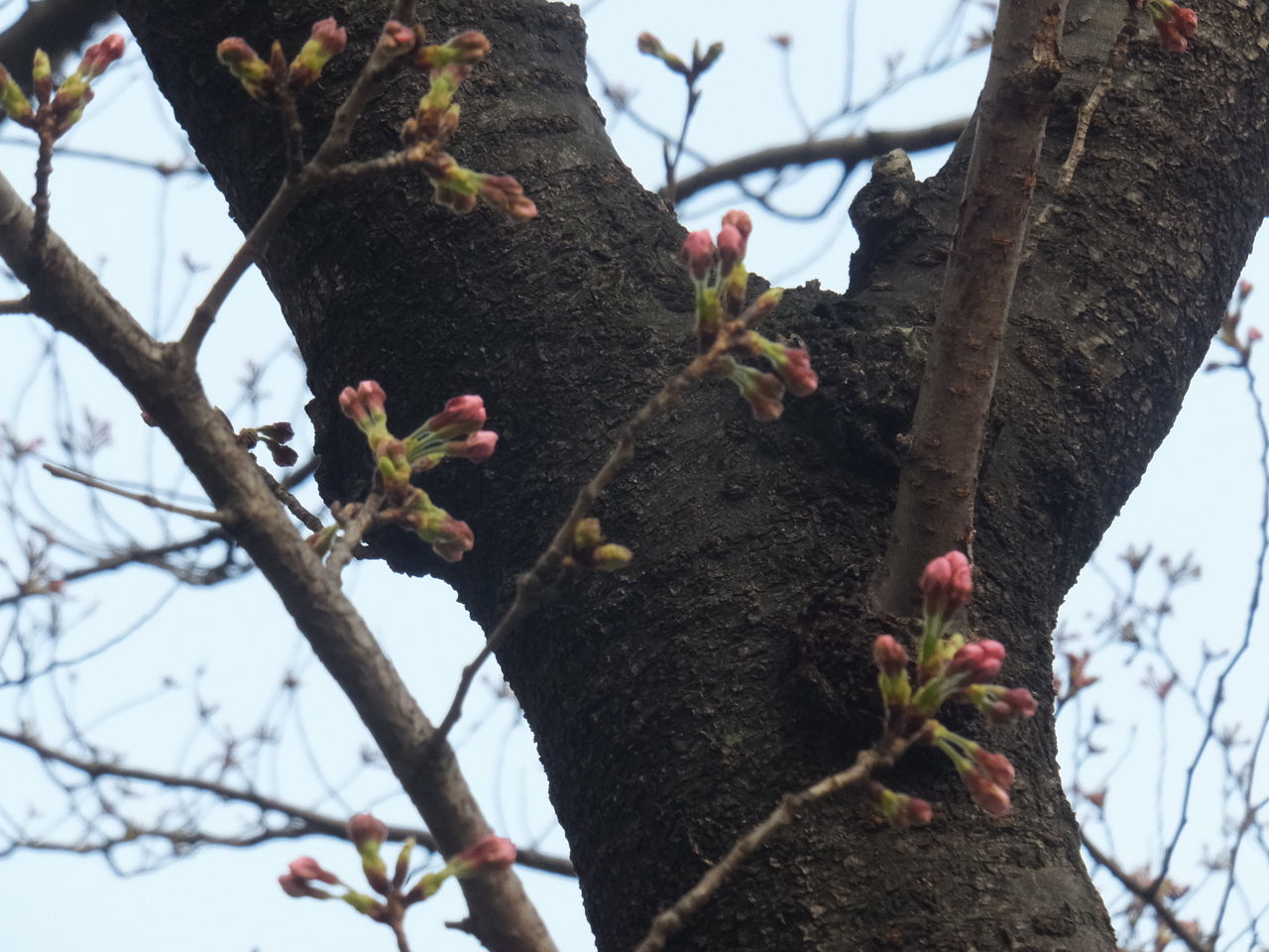 DSCF2642