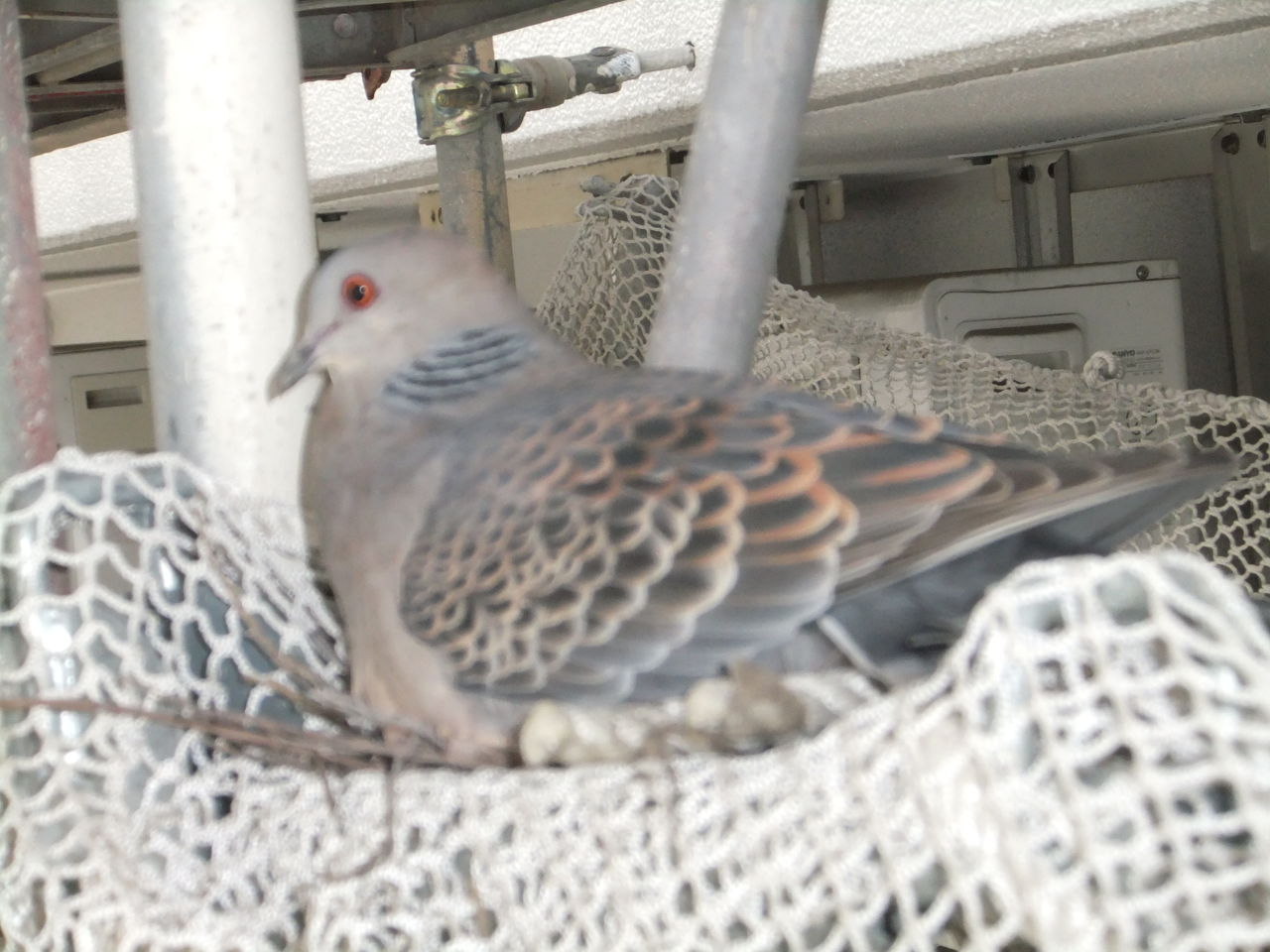DSCF2144