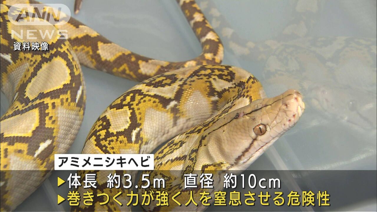 逃走中 大詰め ニシキヘビ逃走劇 今日で警察の捜索が打切りへ 飼い主さん 会社に休業届を出し泣きながら捜索 ヘビさん逃げ切れば完全勝利です いまなに 速報 逃走中 大詰め ニシキヘビ逃走劇 今日で警察の捜索が打切りへ 飼い主さん 会社に休業届を出し泣きながら捜索 ヘビさん逃げ切れば完全勝利です いまなに 速報