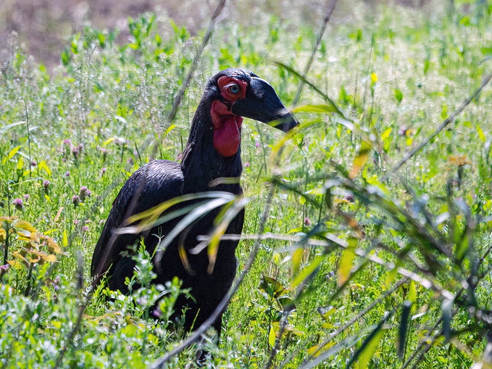 新 逃走中 アフリカの絶滅危惧種 千葉の住宅街に襲来 ヘビやカエルを丸呑みする 謎の巨大鳥 一体どこから逃げてきた いまなに 速報 新 逃走中 アフリカの絶滅危惧種 千葉の住宅街に襲来 ヘビやカエルを丸呑みする 謎の巨大鳥 一体どこから逃げてきた いまなに 速報
