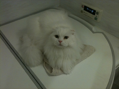 k-cat