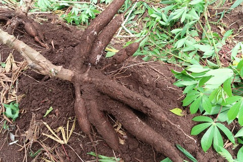 23331345_1580464051992028_2863546546766154225_o