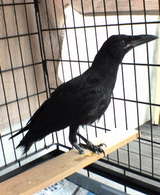 crow13