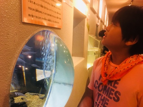 ダビンチ&エジソンしながわ水族館遠足_180812_0067