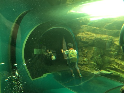 ダビンチ&エジソンしながわ水族館遠足_180812_0146