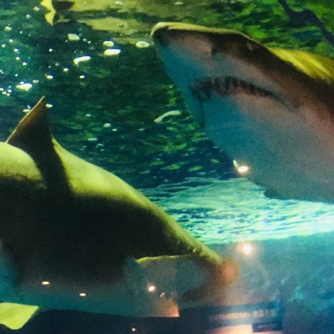 ダビンチ&エジソンしながわ水族館遠足_180812_0062