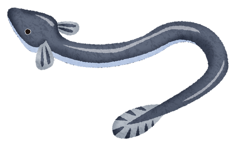 eel