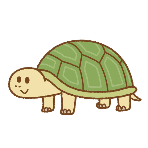 tortoise