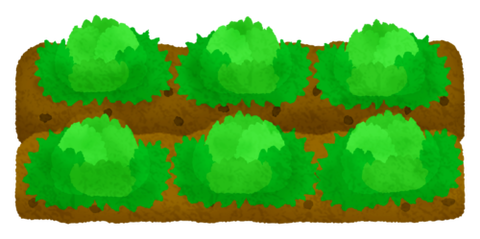 lettuce-field-500x249