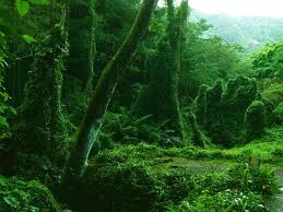 manoa-green