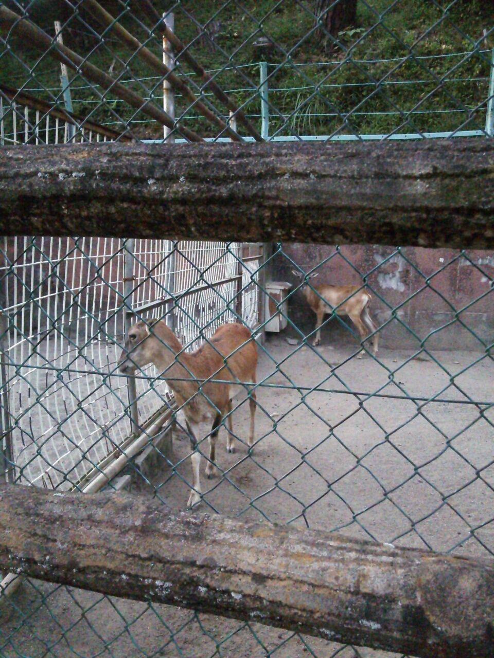 うだつが上がらないわー 美濃市 いもさん 痩せたくて15