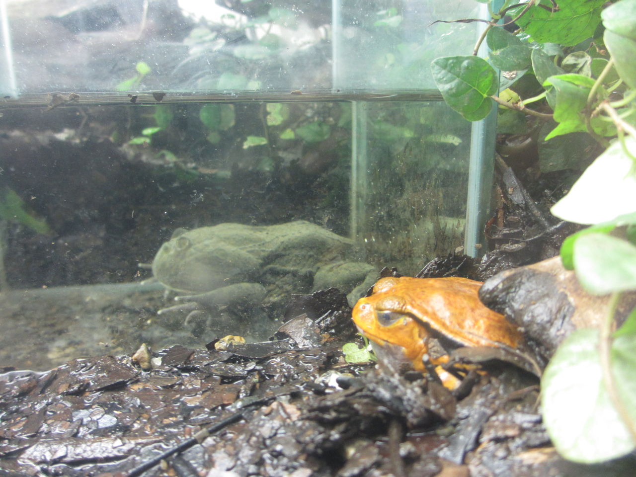 アカハライモリ（Cynops pyrrhogaster）@京都水族館 : イモリ