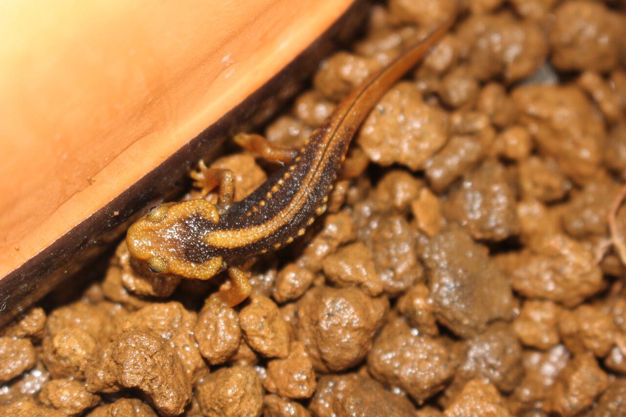 ミナミイボイモリ Tylotriton Shanjing 上陸 イモリブログ イモリ サラマンダーの飼育日誌ブログ ミナミイボイモリ Tylotriton Shanjing 上陸 イモリブログ イモリ サラマンダーの飼育日誌ブログ