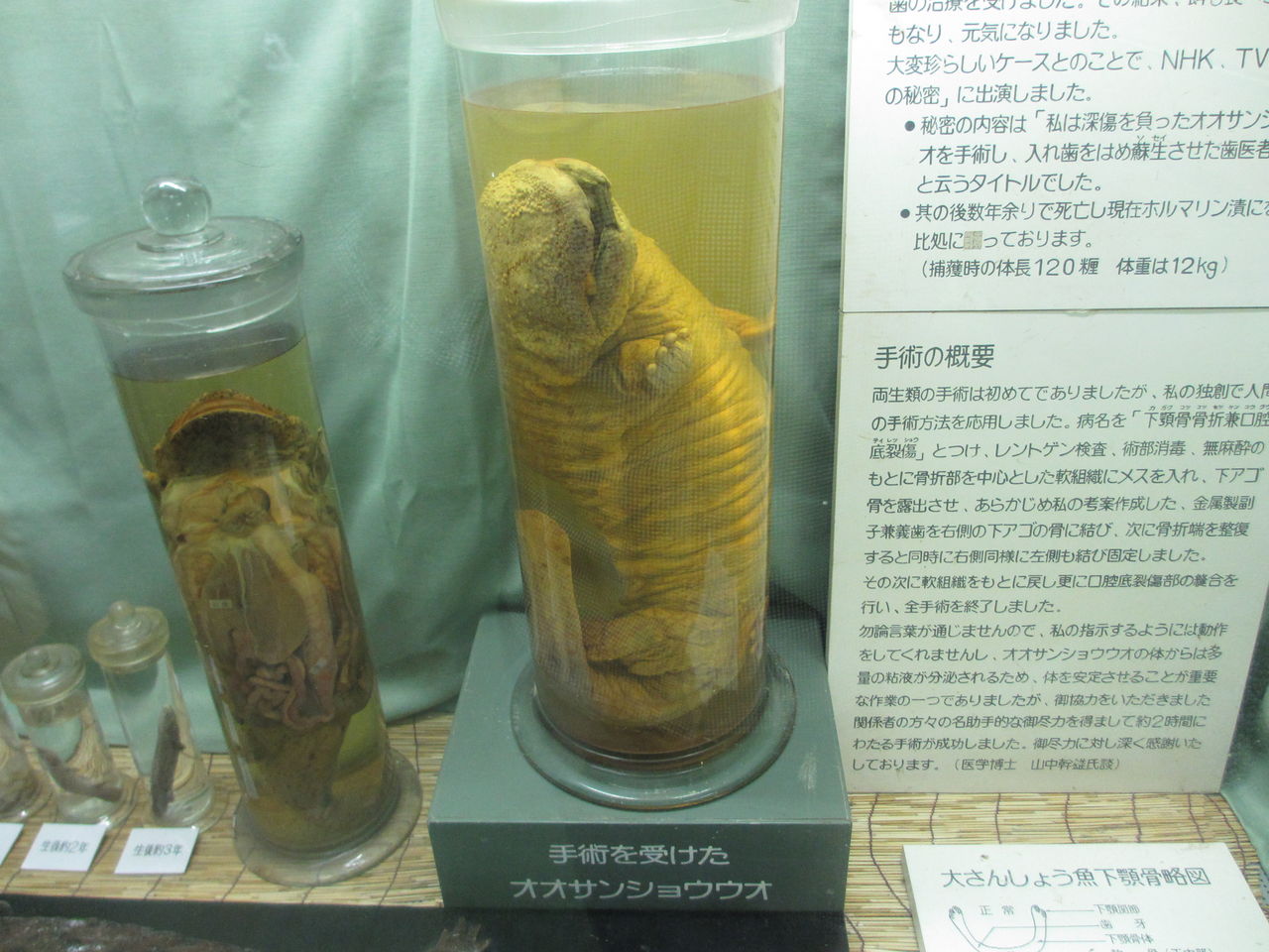 希少・サンショウウオ 透明標本 透明標本の世界 | 酔いどれ迷子