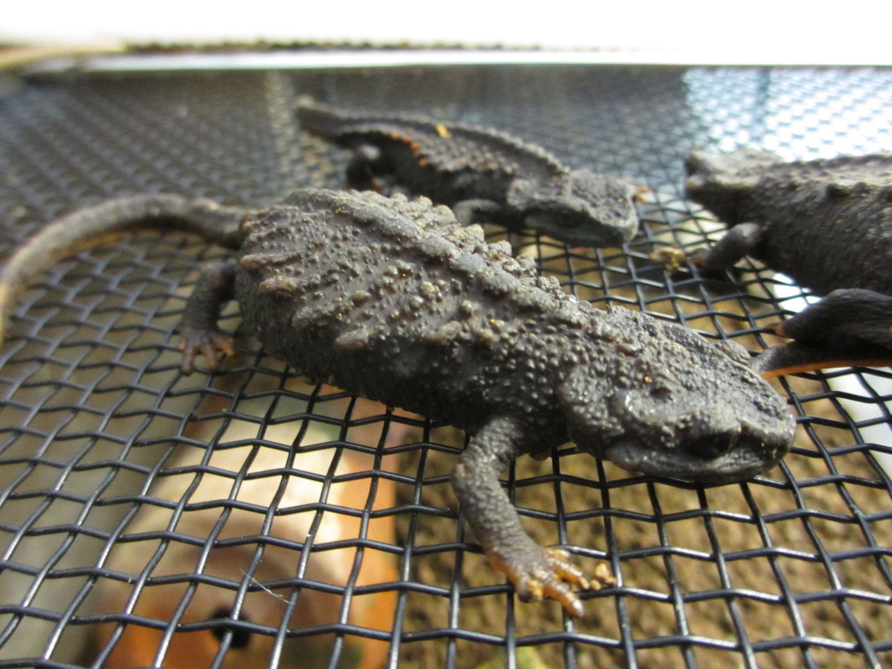 イボイモリ Echinotriton Andersoni 徳之島産ワイルド イモリブログ イモリ サラマンダーの飼育日誌ブログ イボイモリ Echinotriton Andersoni 徳之島産ワイルド イモリブログ イモリ サラマンダーの飼育日誌ブログ