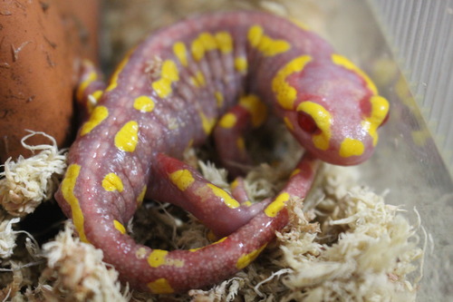 イモリブログ(イモリ・サラマンダーの飼育日誌ブログ):フランスファイアサラマンダー(Salamandra salamandra ...