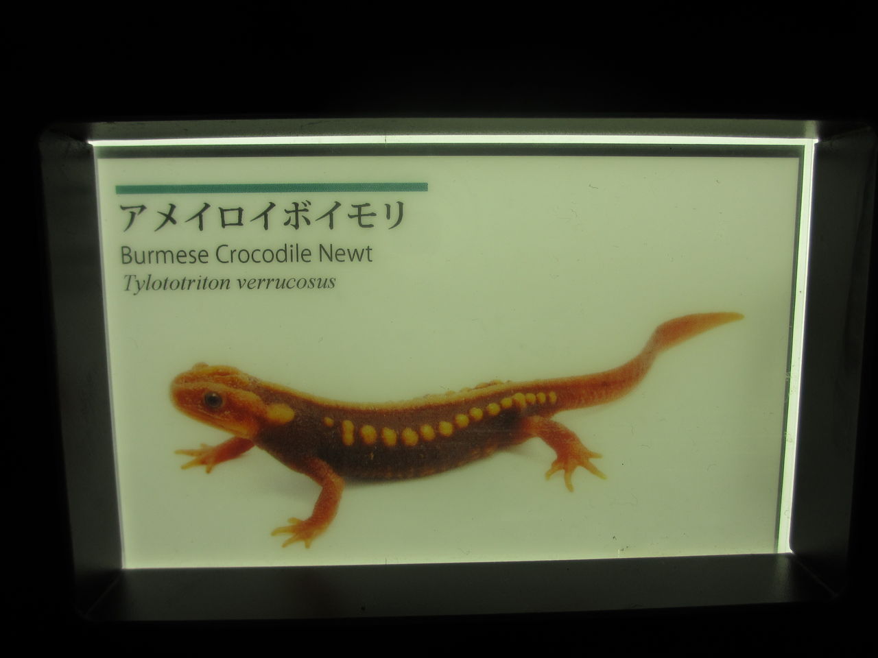 アメイロイボイモリ（Tylototriton verrucosus）@京都水族館