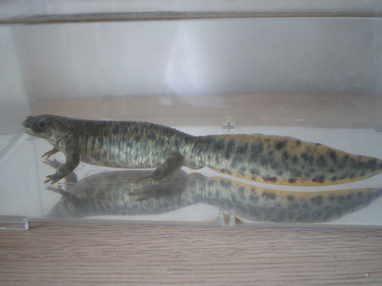 イベリアトゲイモリ Pleurodeles Waltl すくすく成長 イモリブログ イモリ サラマンダーの飼育日誌ブログ イベリアトゲイモリ Pleurodeles Waltl すくすく成長 イモリブログ イモリ サラマンダーの飼育日誌ブログ